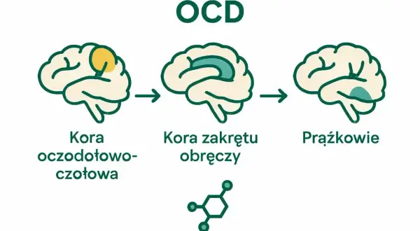 Ilustracja pokazuje mózg z zaznaczonymi obszarami, które mogą być związane z ocd objawy: kora oczodołowo-czołowa, kora zakrętu obręczy i prążkowie.