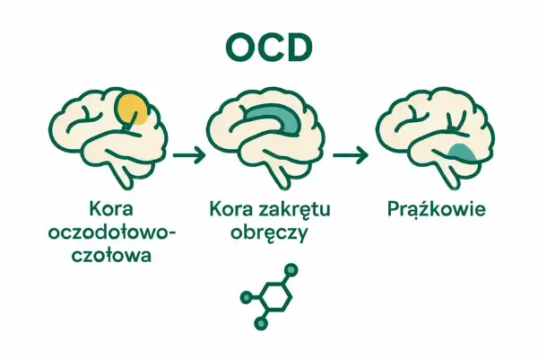 Ilustracja pokazuje mózg z zaznaczonymi obszarami, które mogą być związane z ocd objawy: kora oczodołowo-czołowa, kora zakrętu obręczy i prążkowie.